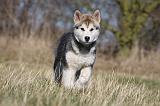 ALASKAN MALAMUTE 883